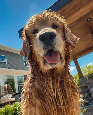 Tucker soaking wet and happy