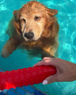 Tucker fetching in the pool